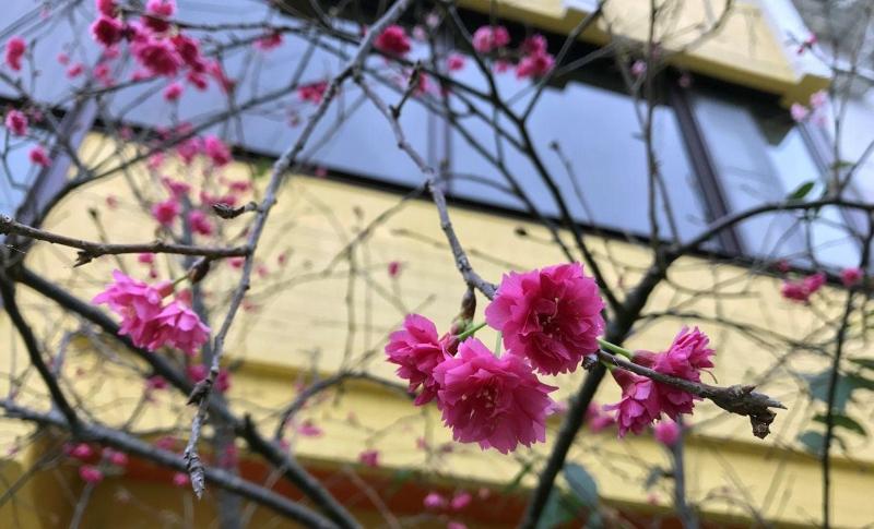 تختخواب و صبحانه Little Sunshine