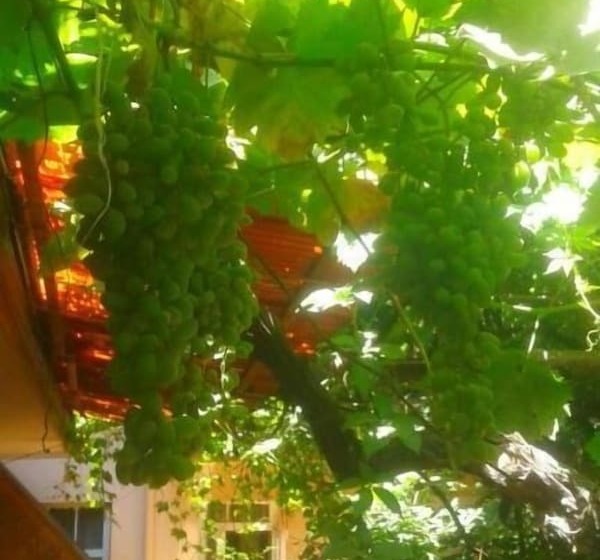 B&b Bahodir
