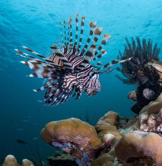 Forra Dive Resort Pattaya Beach