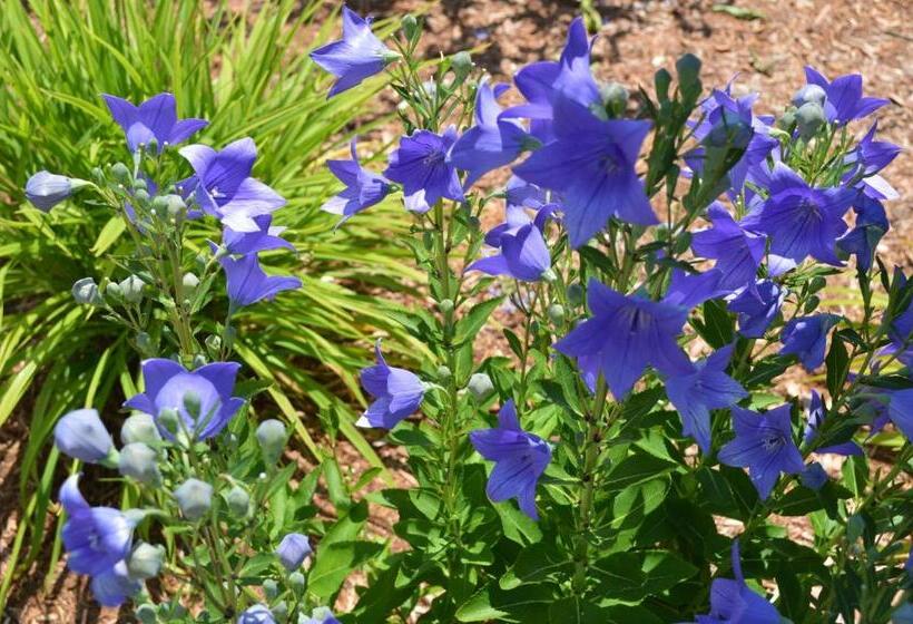 هتل The Escape Inn