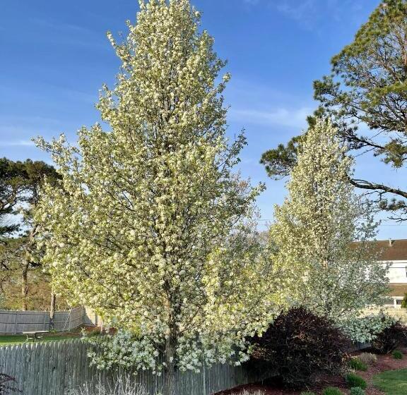 هتل The Escape Inn