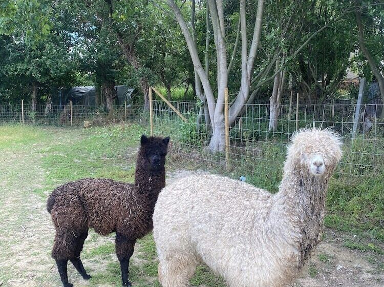 膳宿费 Le Clos Luly