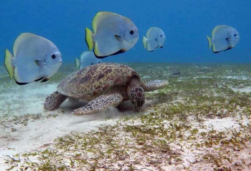 فندق صغير Sablayan Paraiso Beach Resort