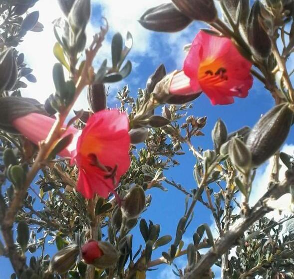 هتل Hostal Quilla Wasi Isla Del Sol