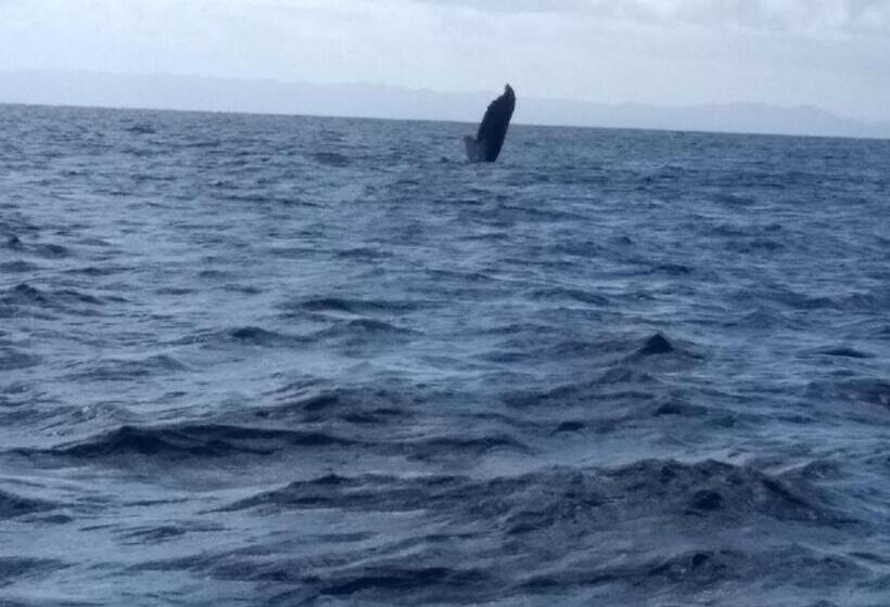 هتل La Baleine