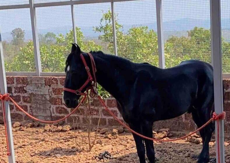 酒店 Mars Jungle Adventure Stud Farm With Private Jacuzzi