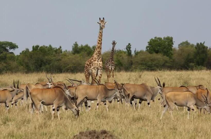 Курорт Kingdom Game Ranch