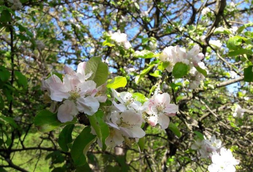 ホテル Am Baalstein