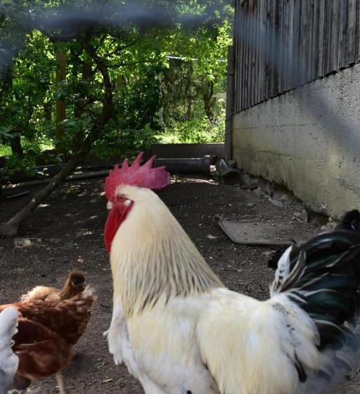 בית מלון כפרי Bauernhof Grubinger