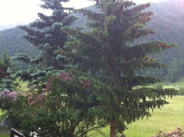 ホテル Pizzeria Selva