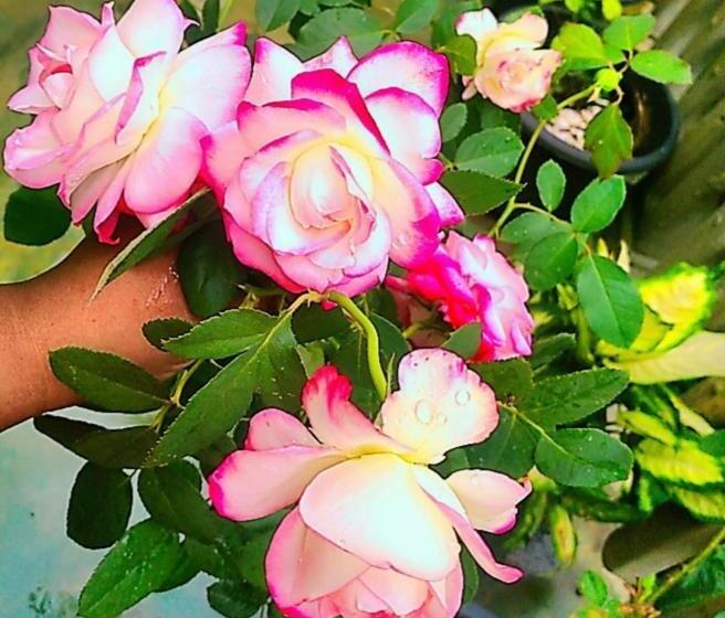 בית מלון כפרי Hostel Kandy Green Mirror