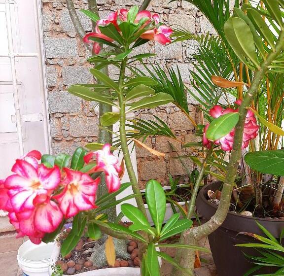 تختخواب و صبحانه Quartos Aconchegantes Prox Pelourinho, Metrô E Arena F Nova