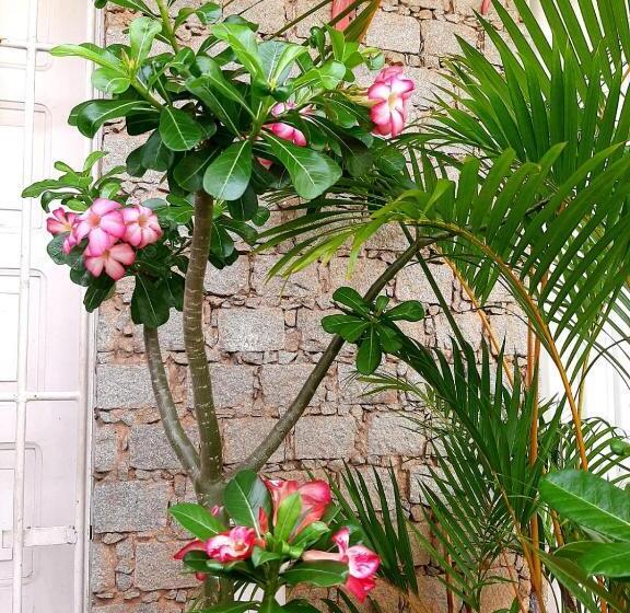 تختخواب و صبحانه Quartos Aconchegantes Prox Pelourinho, Metrô E Arena F Nova