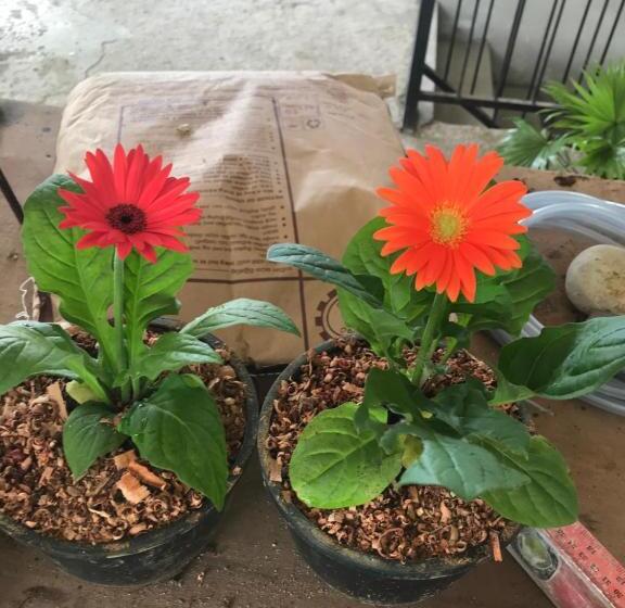 مبيت وإفطار Tikiri Latha Hanthana