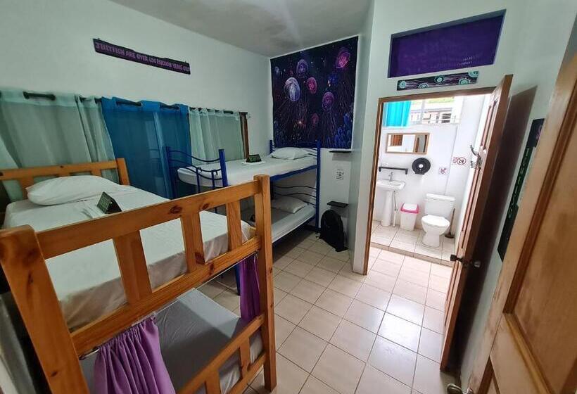 پانسیون Slow Monkey Hostel