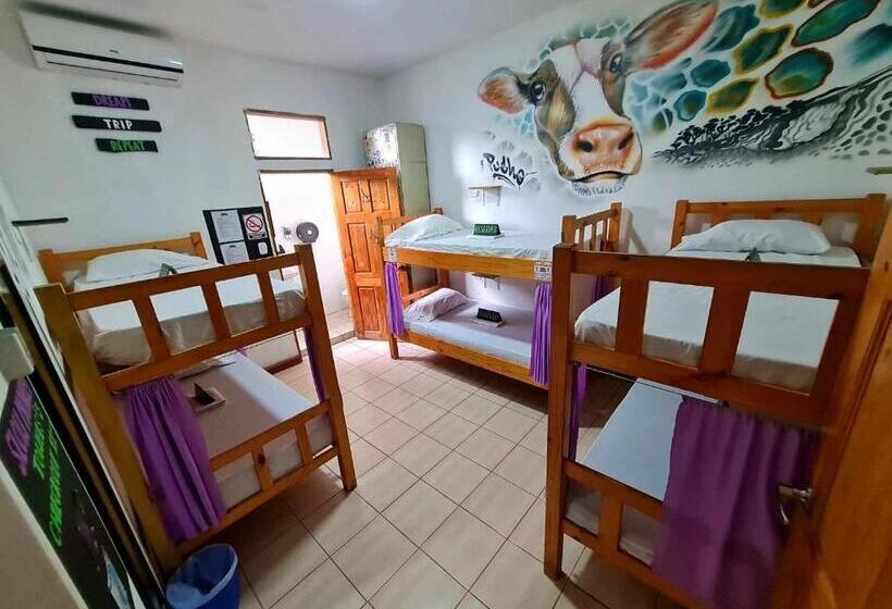 پانسیون Slow Monkey Hostel