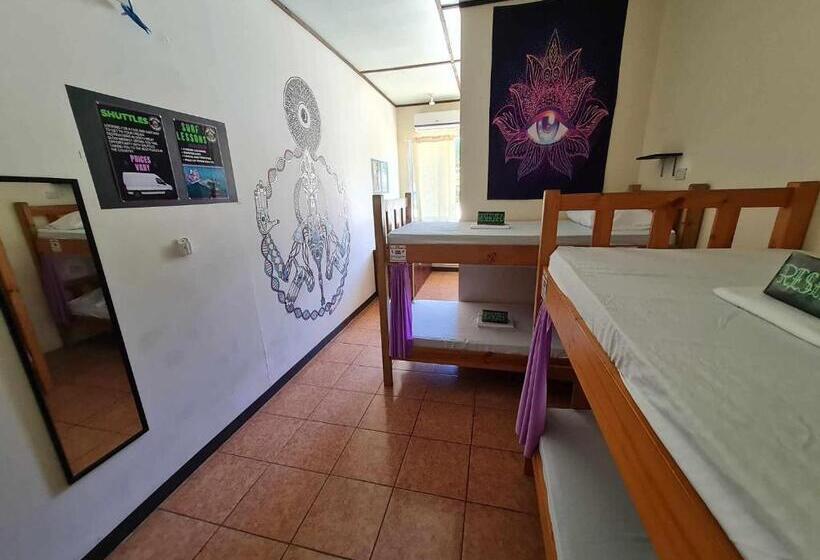 پانسیون Slow Monkey Hostel
