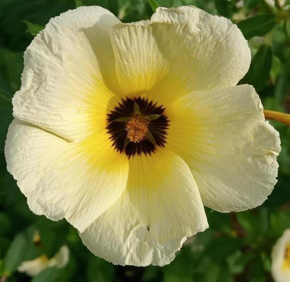 پانسیون Hospedaje Familar Campestre Villa Alondra