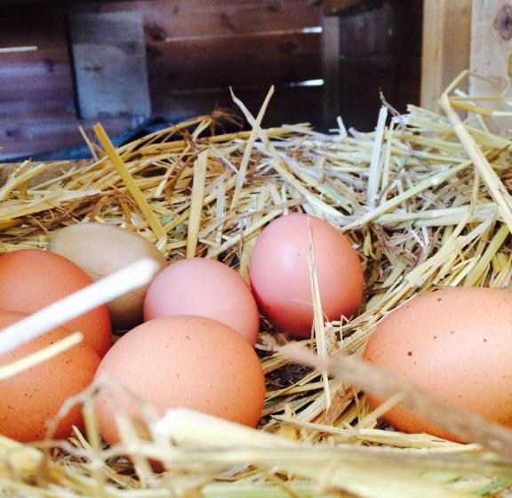 בית מלון כפרי Ferienstadl Hammerau