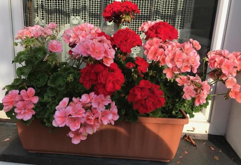 هتل Haus Goehringer