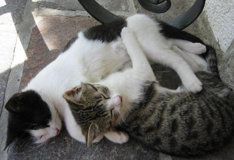 בית מלון כפרי Steinbachgut