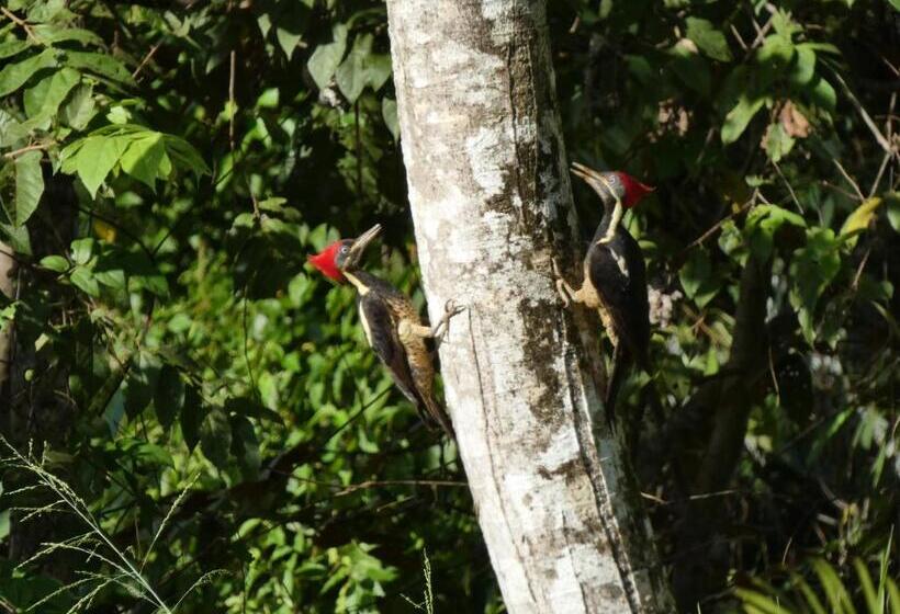 مبيت وإفطار Puraquetzal