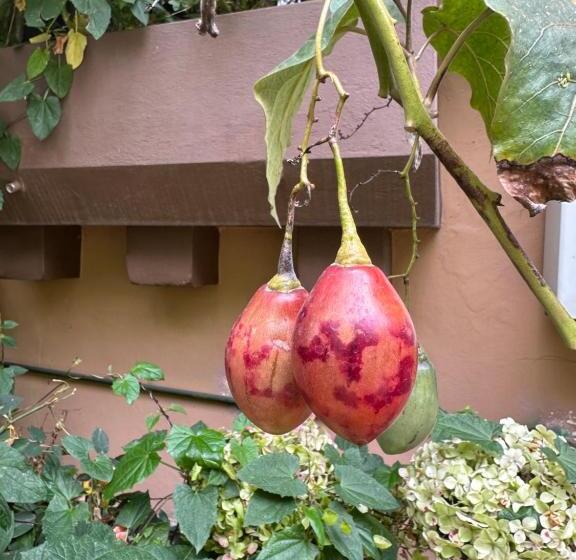 تختخواب و صبحانه Campus Residencias