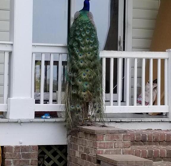 ベッドアンドブレックファースト Gloucester House