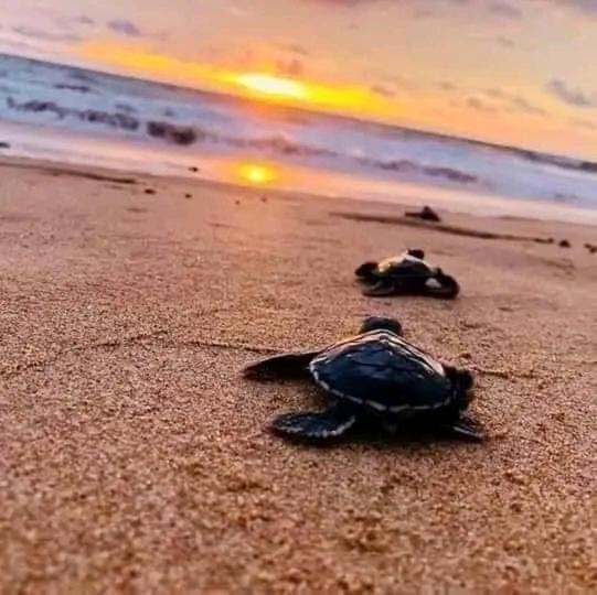 ベッドアンドブレックファースト Queen S Inn