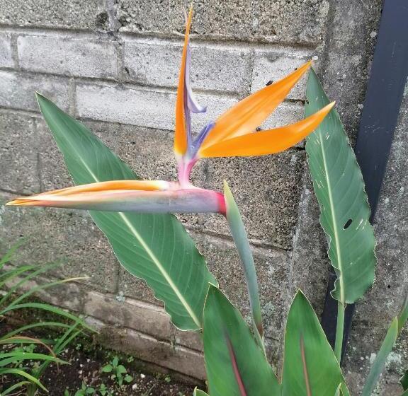 بنسيون El Abuelo