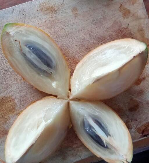 هتل Jardin Botanico Bellavista