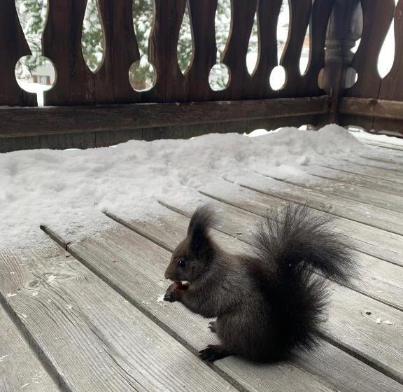 پانسیون Sandbur Das Walserhaus