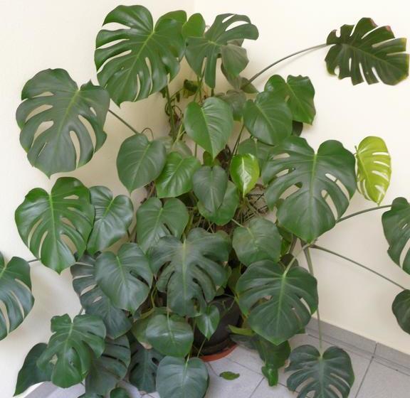 فندق Gasthof Pension Luger