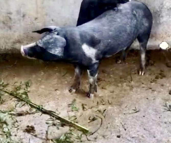 فندق Sobral Rice Terraces View