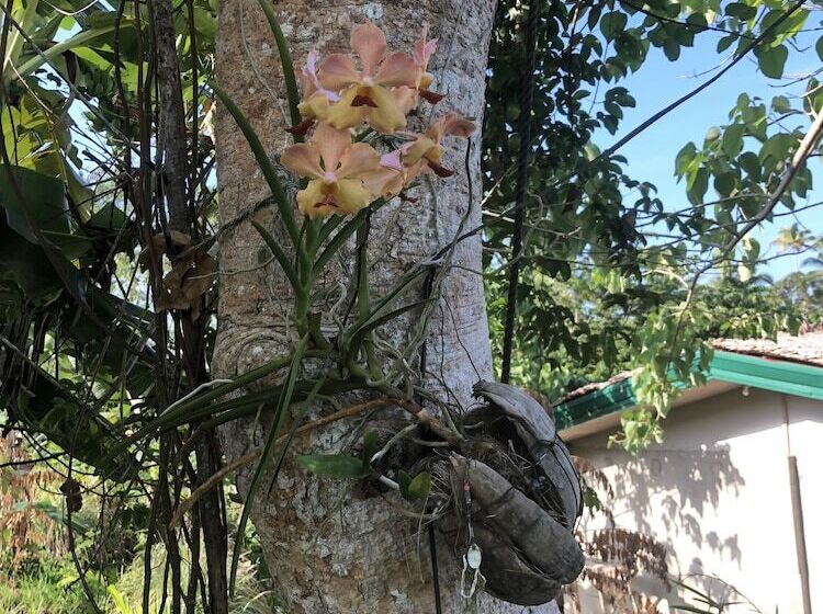فندق Sobral Rice Terraces View