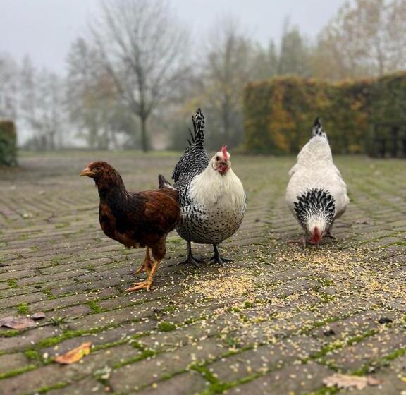 تختخواب و صبحانه De Appelhoeve