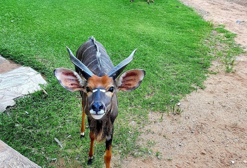 ホテル Blyde River Wilderness Lodge