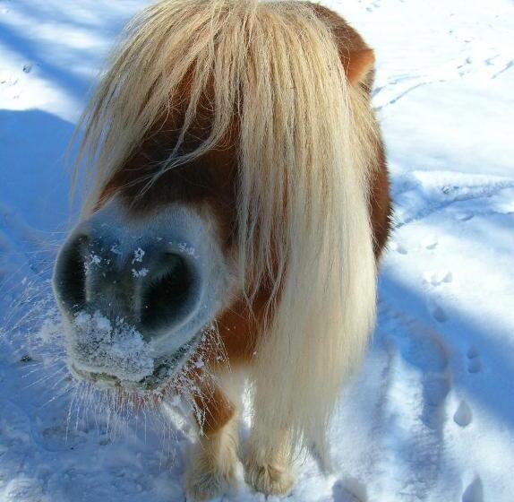 فندق Historischer Bauernhof Schabus