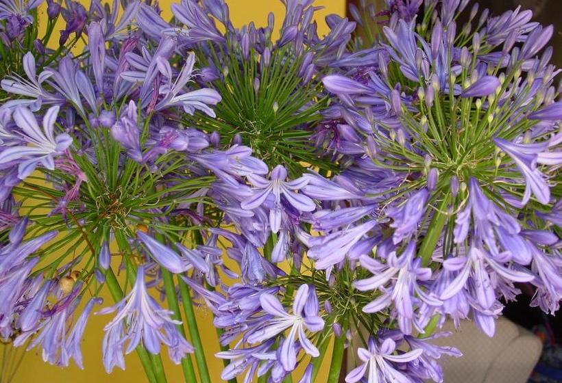 酒店 Lourens River Guesthouse B&b