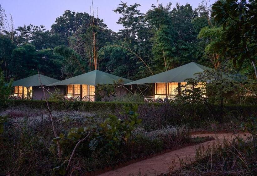 渡假胜地  Bagh Tola, Bandhavgarh Tiger Reserve