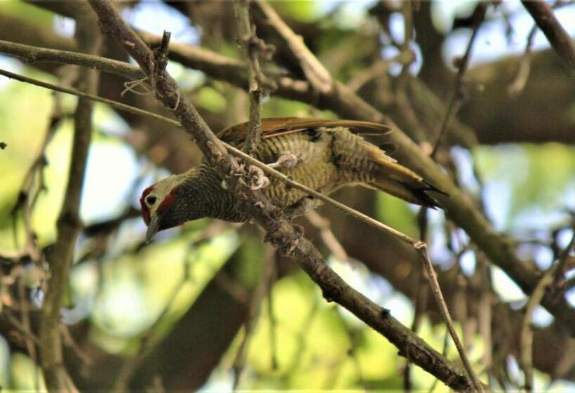 فندق Itapoa Reserve