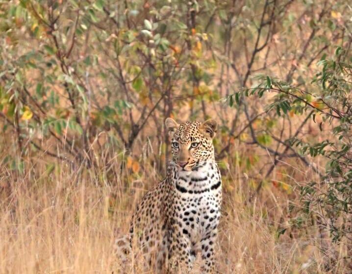 فندق Simbavati Homestead