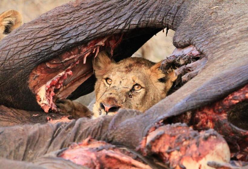 فندق Simbavati Homestead