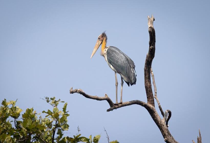 ホテル The Untamed Bandhavgarh By Tutc