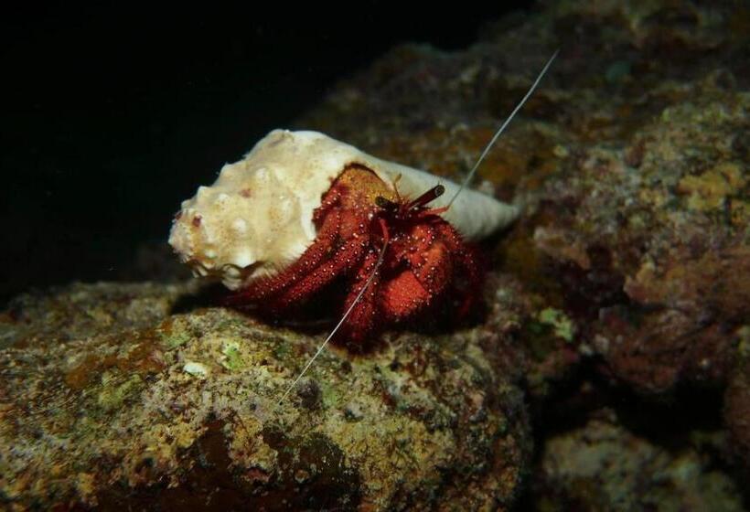 استراحتگاه South Pacific Memories