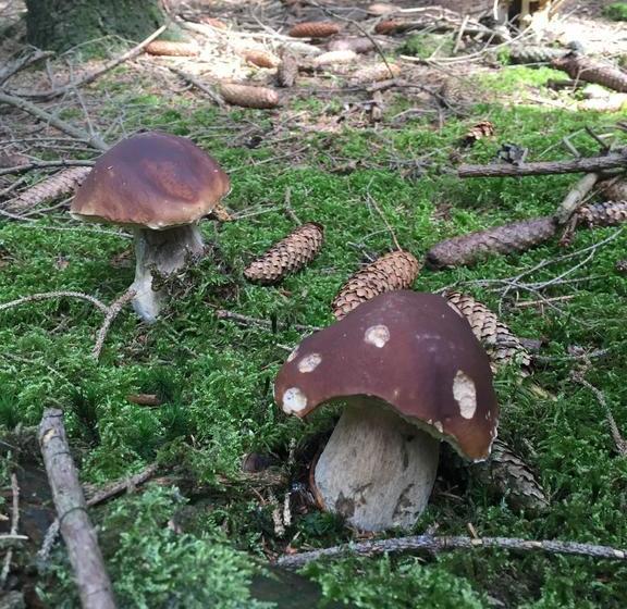 ホテル Stiefelburg Der Berghof