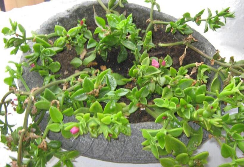 בית מלון כפרי Albergo Seaside