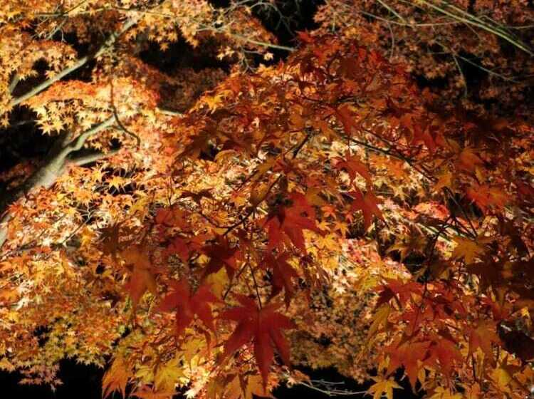 فندق صغير Guesthouse Nishiki