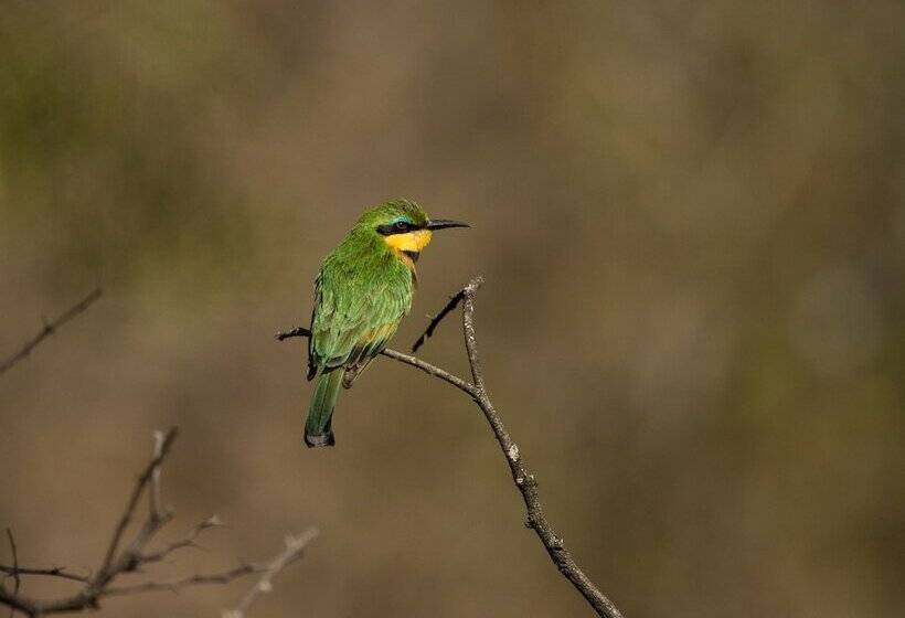 בית מלון כפרי Nambiti Hills Private Game Lodge