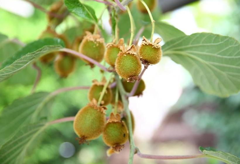 ホテル Pension Weinberg Mit Landhaus Nizza